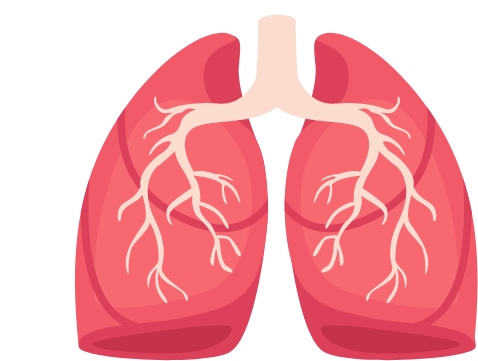 Lunge Verästelungen
