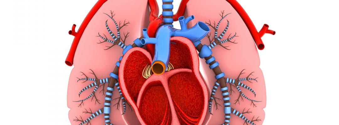 Studie Herz und Lunge