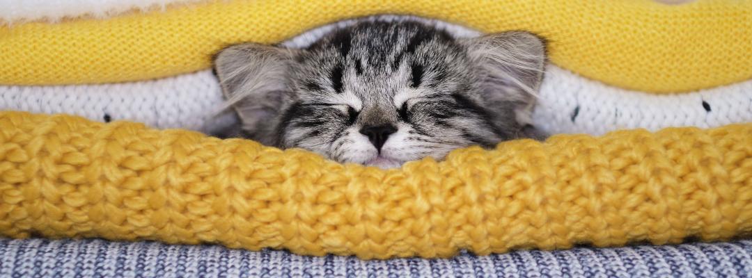 Gesund durch den Winter