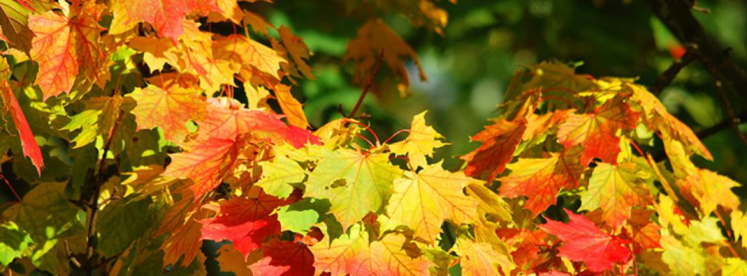 Herbst und Winter für Asthmatiker