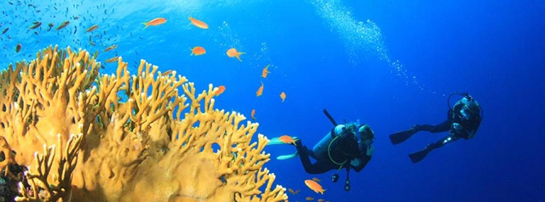 Tauchen am Korallenriff
