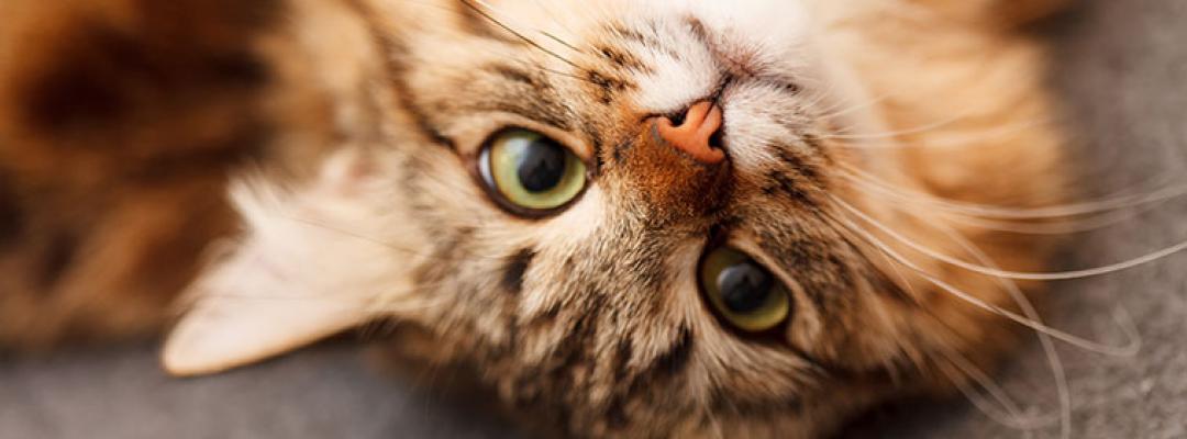 Katze