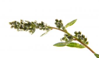 Beifuß Pollen Bakterien Studie