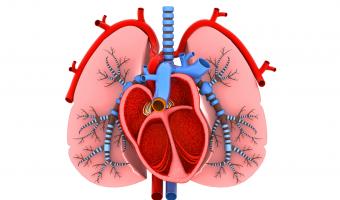 Studie Herz und Lunge