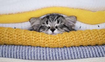 Gesund durch den Winter