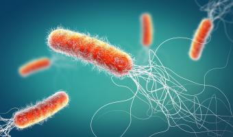 Pseudomonas aeruginosa