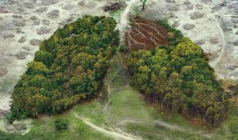 Wald, der aussieht wie eine Menschliche Lunge