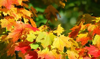 Herbst und Winter für Asthmatiker
