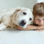 Asthma und Hund