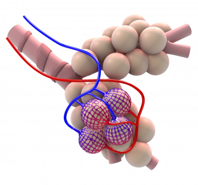 Lunge Bläschen